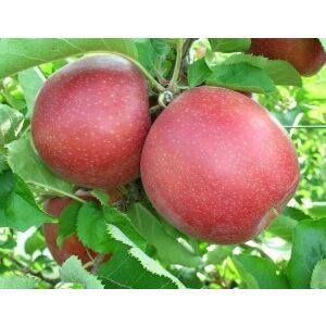 Téli alma - Florina - Malus - konténeres - Méret: 120/150 135841266 - Pflanzenanbau