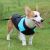 Steppelt Kutyakabát: Corgi kék és fekete steppelt kutyakabátot visel a füvön.