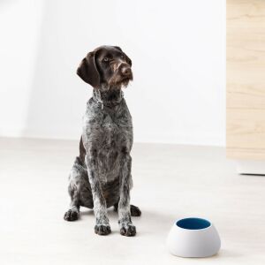 Bol ceramic alb Navaris pentru câini cu urechi lungi, cu un câine așezat lângă el - Petshop