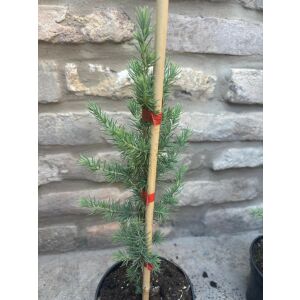 Син атласки кедър - Cedrus atlantica 'Glauca' 137331832 - Растениевъдство
