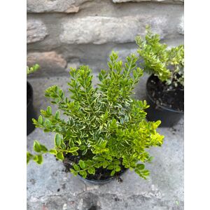 Lonicera nitida 'Lemon Beauty' – Wiciokrzew nitida 'Lemon Beauty' (żółto-pstrokaty)