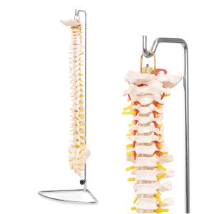 Az emberi gerincet ábrázoló anatómiai modell 137623237 - Tudományos és felfedező játék