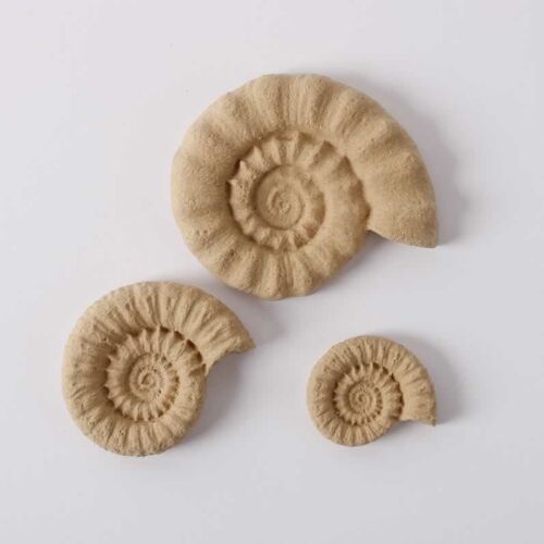 Hőre lágyuló fa Kagyló szett, 3 fa kagyló kézműveskedéshez, hőre lágyuló fa