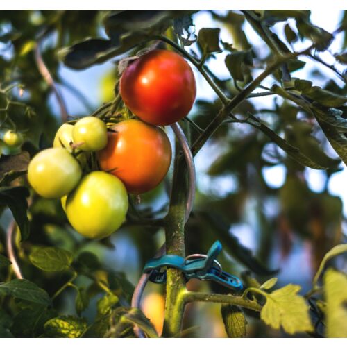 Щипки за връзване на растения - 2 размера 138724415