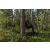 Plandeka CAMOforest 3 x 5m 90g/m² 138747916