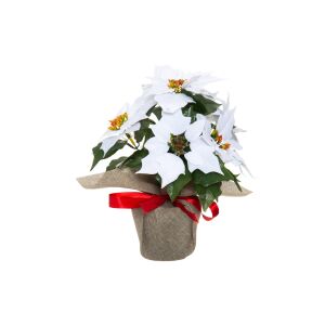 Winteria Bijela Božićna zvijezda u posudi 33cm, božićni cvjetni ukras - Umjetna biljka i cvijet