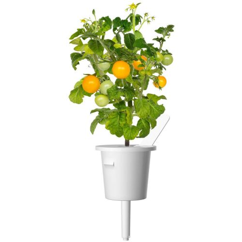 Click & Grow Smart Garden Nachfüllpackung Gelbe Mini-Tomate 3 Stück 138749375