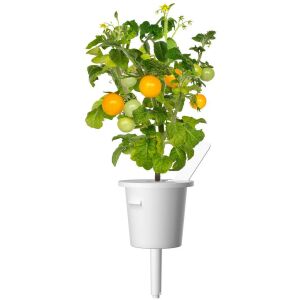 Rezervă Click & Grow Smart Garden pentru roșii galbene Mini, 3 bucăți 138749375 - Semințe de semanat