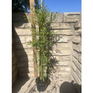 Amerikai mocsáriciprus, fésűs mocsárciprus, virginiai mocsárciprus – Taxodium distichum - Méret: 100 138764671 - Díszfa