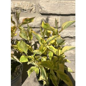 Cornus alba 'Gouchaltii' - Som biały 'Gouchaltii' (törzses)