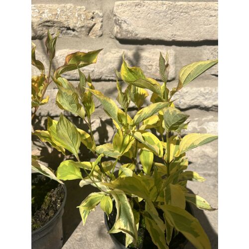 Cornus alba 'Gouchaltii' - Som biały 'Gouchaltii' (törzses) 138764675