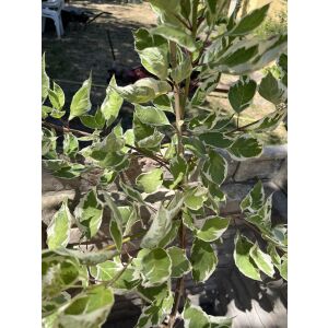 Cornus alba 'Elegantissima' - Som biały 'Elegantissima' (törzses)