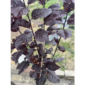 Prunus cerasifera - Vérszilva 138870964 - Díszfa