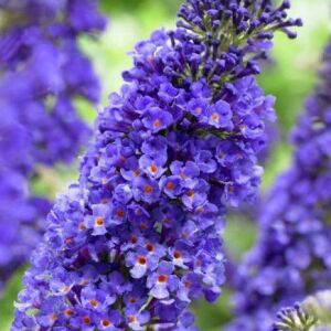 Buddleja davidii 'Empire Blue' – Budleja 'Empire Blue' 138871097 - Bokor i Cserje