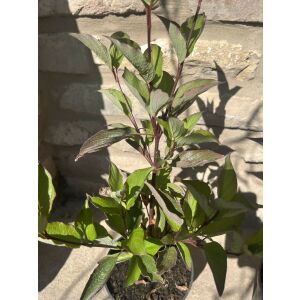 Cornus alba 'Kesselringii' - Som 'Kesselringii' (fekete gałąź) 138871102 - Bokor i Cserje