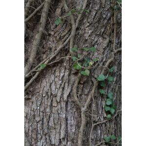 Fujifilm Fujinon XF 60 mm f/2,4 R Macro 138923175 - Objektív fotoaparátu