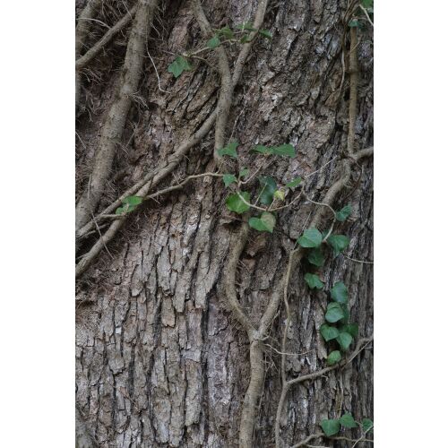 Fujifilm Fujinon XF 60mm f/2.4 R Macro 138923175