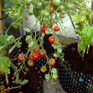 AIR POT® 3L Hydro Kerek Edény Készlet - Egészséges Gyökérfejlődés 138923485 - Növénytermesztési kellék