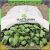 Зимно одеяло от агрофибърен агротекстил 15x1м 50г бяло защитно покритие 138987807