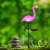 LED solárne flamingo - zapichovacie - plast - 52 x 19 x 6 cm 91622784