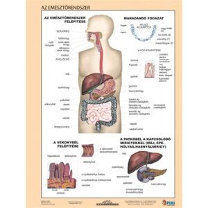 STIEFEL Emésztőrendszer Tanulói Munkalap - A4, 2 oldalas 143681241 - Irodaszer & Írószer