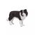 Mojo Border Collie figura 139792694