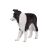 Mojo Border Collie figura 139792694