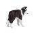 Mojo Border Collie figura 139792694