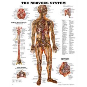 Az ember idegrendszere plakát 139856452 - Természettudomány