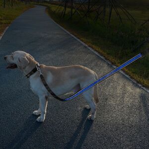 Lesă LED albastră pentru câini cu bandă reflectorizantă în uz - Petshop