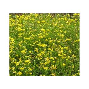 Szarvaskerep 1 kg / csomag  140433790 - Csíramag