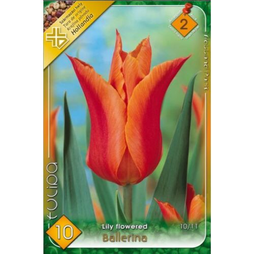 Tulipán virághagyma , Lilly Flowered Ballerina 6/ csomag  140817543