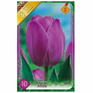 Tulipán Virághagyma , Attila, 6 db / csomag  140853784 - Virág