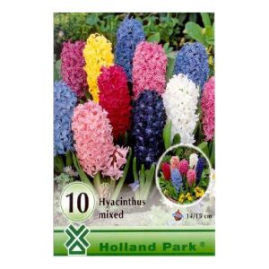 Jácint hagyma , vegyes , 10 db / csomag  140858265 - Virág