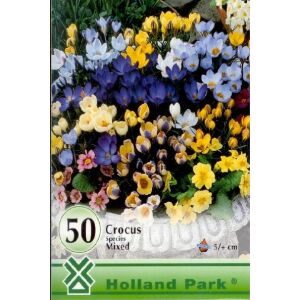 Holland Park Krókusz szinkeverék virághagyma, 50 darab - Virág