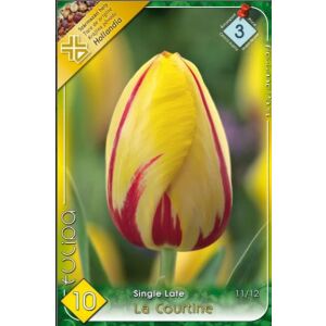 Tulipán La Courtine virághagyma, single late fajta, sárga és piros - Virág