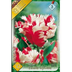 Tulipán virághagyma , 10 db/ csomag , Parrot, Estella Rijnveld 141213380 - Virág