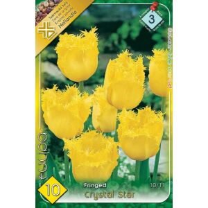 Tulipán hagyma , Fringed Crystal Star 141213608 - Virág