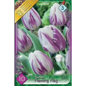 Tulipán 'Flaming Flag' virághagymák, lila és fehér Triumph tulipán fajta - Virág