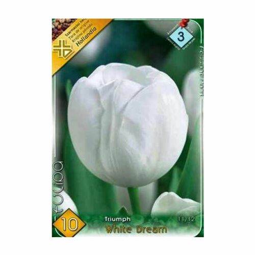 Tulipán White Dream virághagyma, 6 db/csomag, Triumph tulipán fajta - Virág