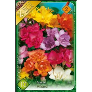 Frézia virághagyma, színkeverék, 10 db/csomag - Virág