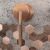Falra szerelhető csaptelep Rea Argon Brush Copper + BOX 141597089