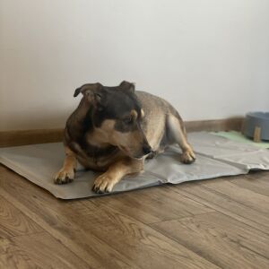 Hűtőszőnyeg kisállatoknak 90x50cm Purlov 25531