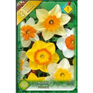 Virághagyma Nárcisz vegyes virághagymák, sárga és fehér nárciszokkal, csomagolva eladásra. - Virág