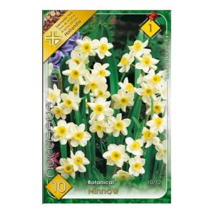 Virághagyma , Nárcisz, 10 db / csomag  141973130 - Virág