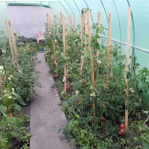 Folie protectie solar de gradina üvegház belső tér paradicsompalántákkal