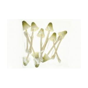 Gomba hab 4*14cm zöld 143128126 - Őszi dekorációs kellék