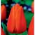 5 db-os Kapers Tulipán virághagyma -Triumph Tulipán narancssárga 10/11 143354091