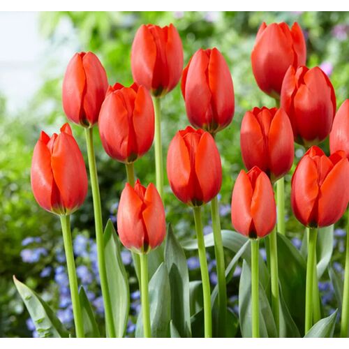 5 db-os Kapers Tulipán virághagyma -Triumph Tulipán narancssárga 10/11