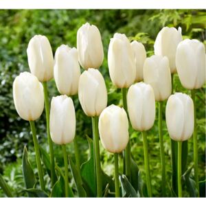 5 db-os Kapers Tulipán virághagyma -Triumph Tulipán fehér 10/11 143354092 - Цвете